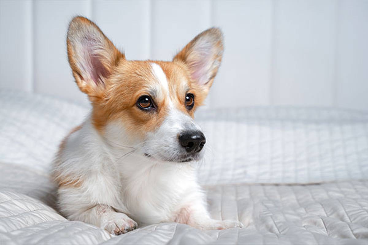 1. selecciona una habitación pet friendly Hotel ILUNION Bilbao