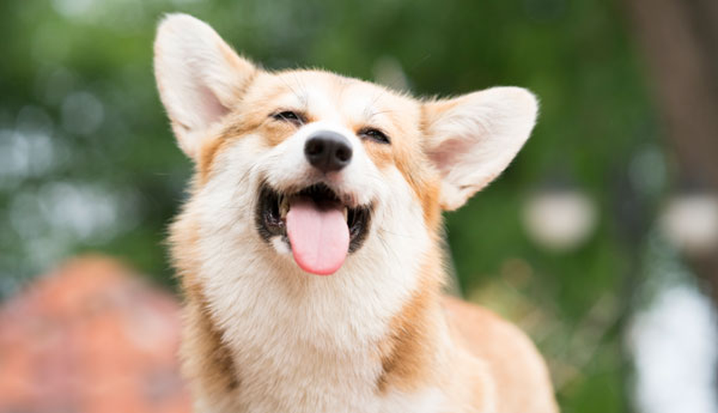 Consulta los establecimientos donde puedes traer a tu mascota Hotel ILUNION Bilbao